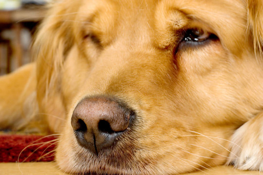漂亮的金毛獵犬