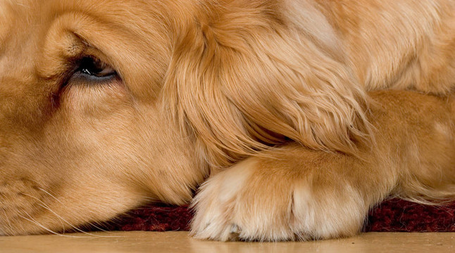 漂亮的金毛獵犬
