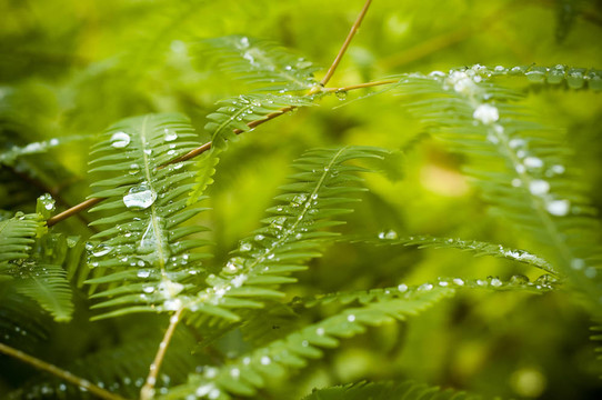 露水對蕨類植物