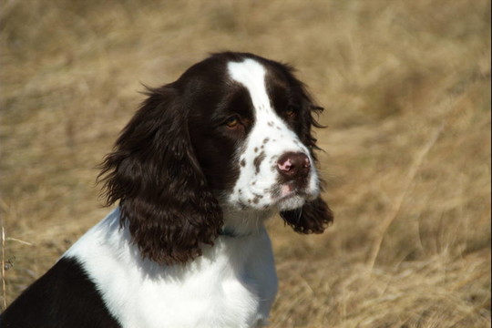 Cocker獵犬