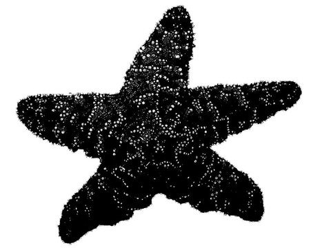 黑色的海星ISO