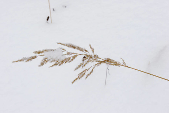 雪下的死草
