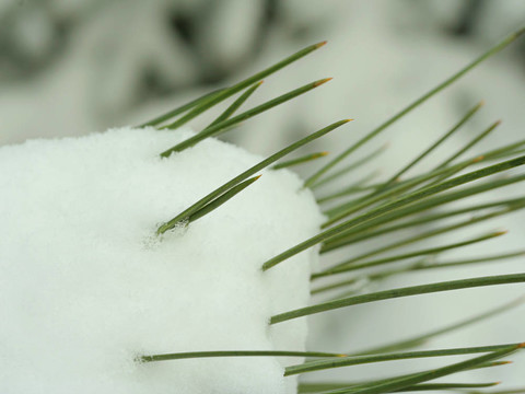 雪中的松樹針