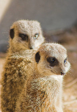 可愛的meercats