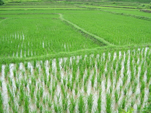 Rice種植園