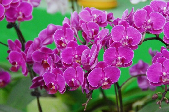 蝴蝶蘭花