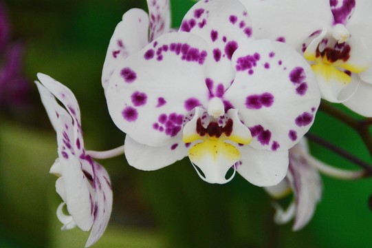 蝴蝶蘭花