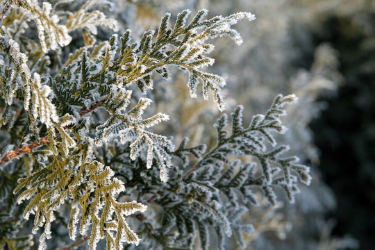 雪松枝