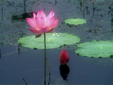 蓮花