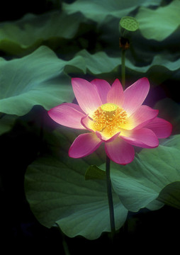 蓮花