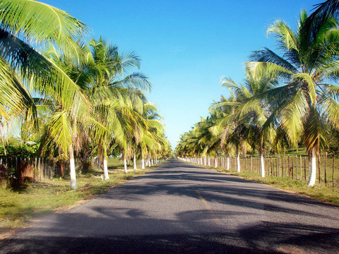 椰子公路