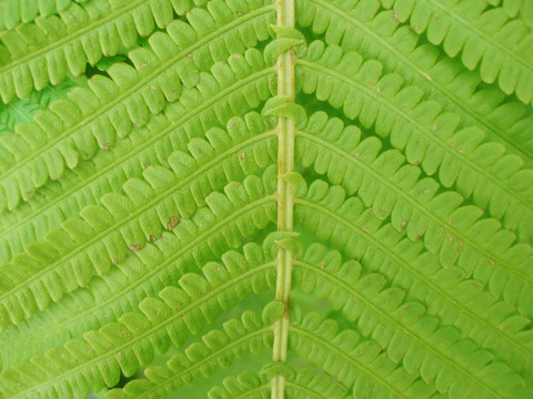 蕨類植物的葉子