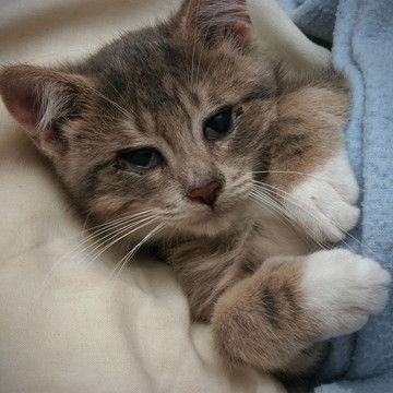 小貓