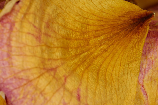 薔薇花瓣