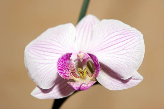 蘭花