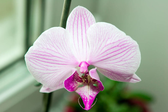 蘭花