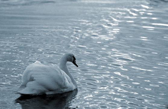 swan12
