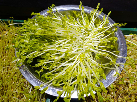 豆苗