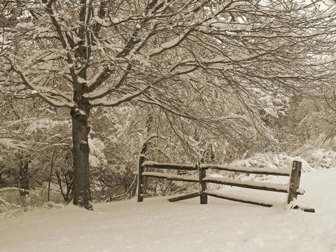 雪白的柵欄