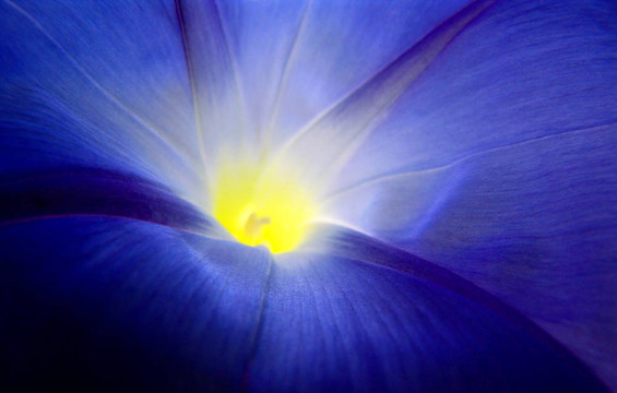 藍(lán)色旋花。
