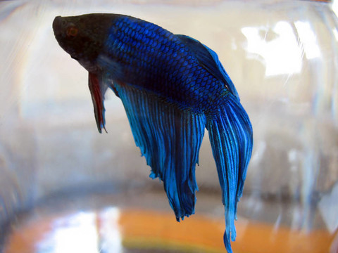 β魚宏
