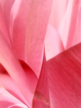 抽象花