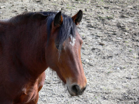 horse02
