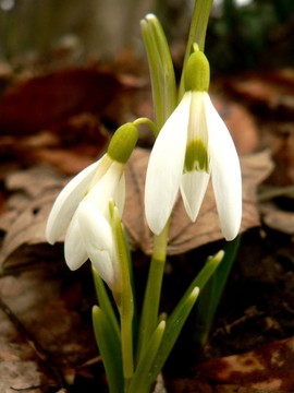 花