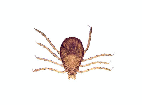 顯微鏡-勾（Rhipicephalus sanguineus）