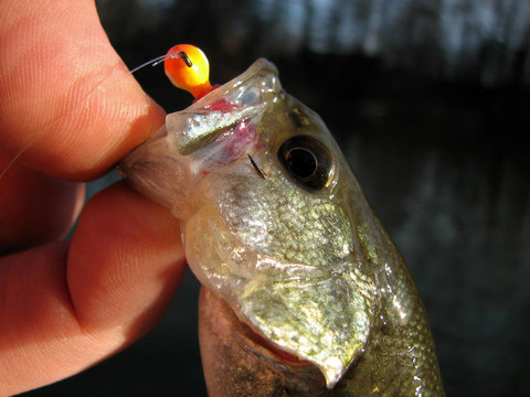 小鱸魚
