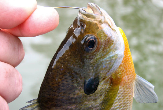 鳊魚