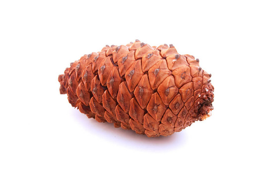 松樹的球果