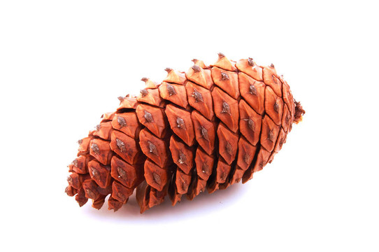松樹(shù)的球果