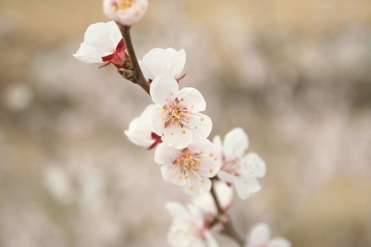 櫻花