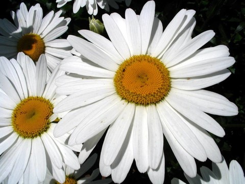 camomiles