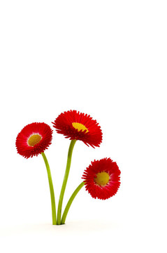 Flowers束