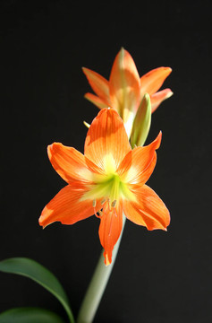 橙花