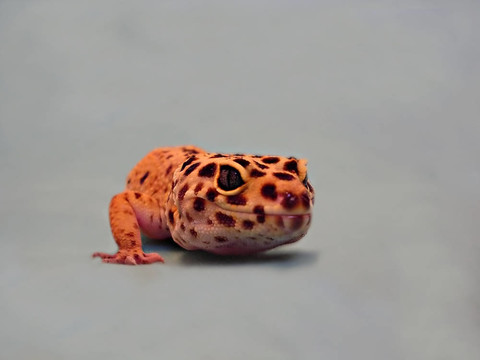 蜥蜴