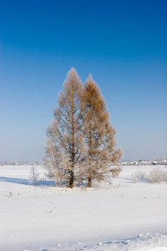 frosten落葉松；冬景