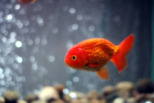 獅子頭金魚