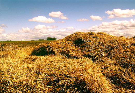 Hayricks。