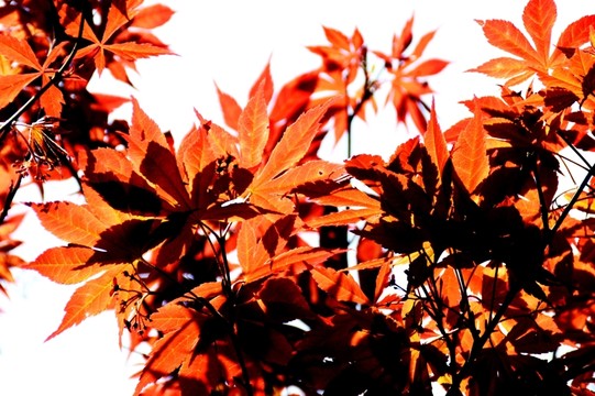 楓樹葉