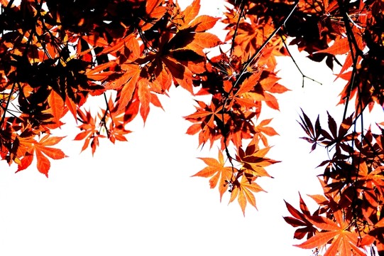 楓樹葉