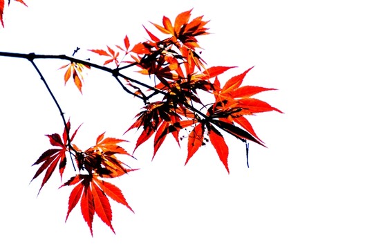 楓樹(shù)葉
