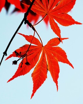 楓樹葉