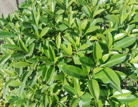 鴨腳木