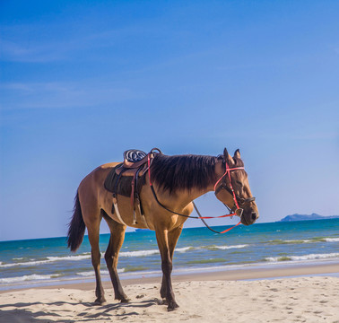 海邊的馬