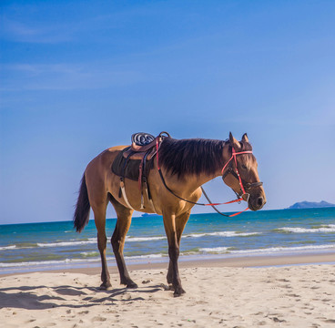 海邊的馬
