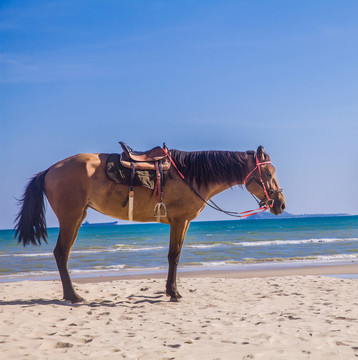 海邊的馬