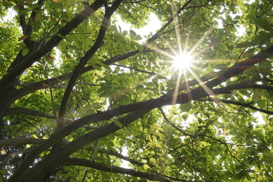 樹(shù)枝 星芒